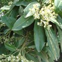 Photinia davidiana fleur P1C P26